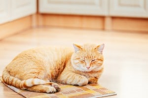 猫を飼うのに適している床材とは？